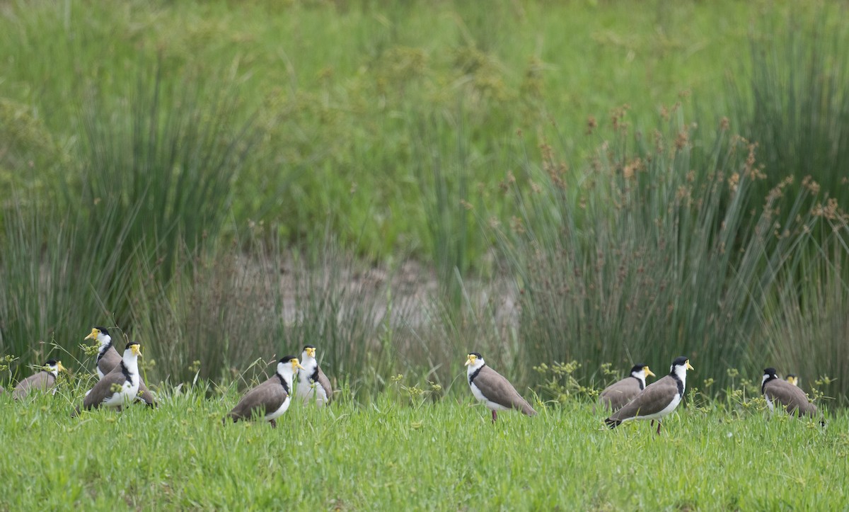 Masked Lapwing - ML627446272