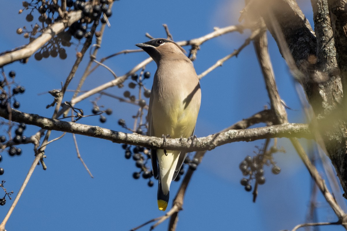 Cedar Waxwing - ML627446318