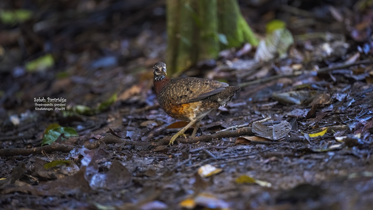 Sabah Partridge - ML627446349