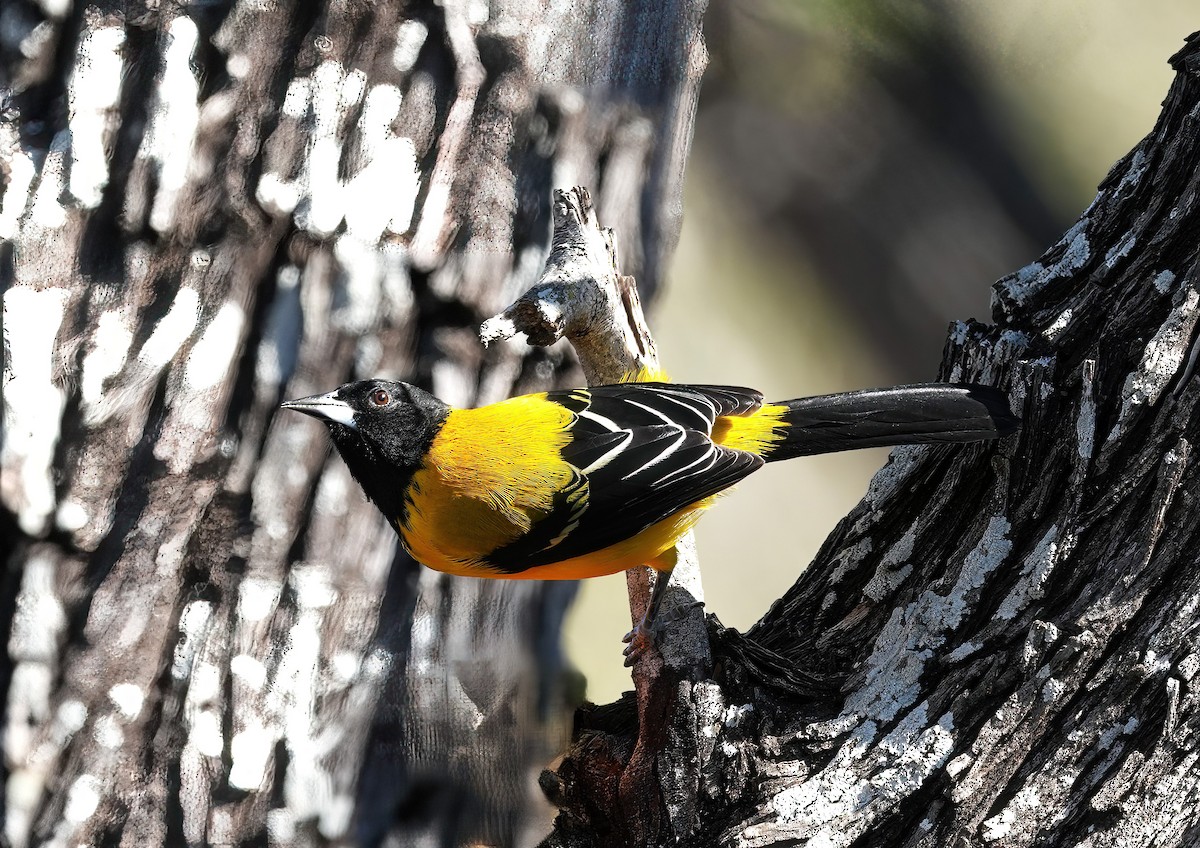Audubon's Oriole - ML627446492