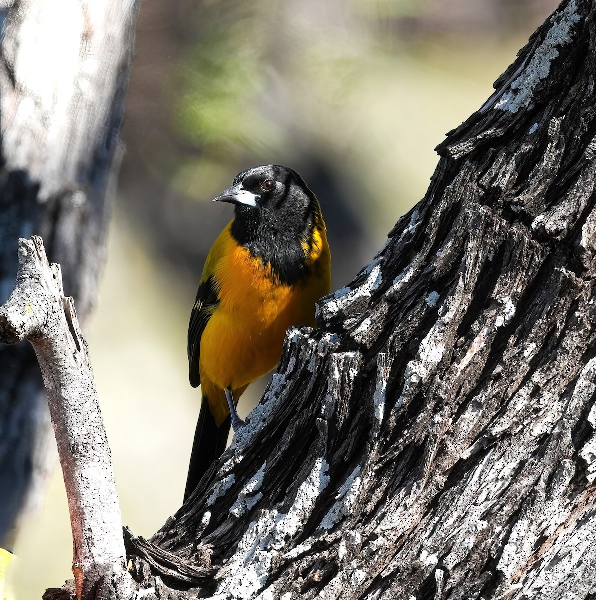 Audubon's Oriole - ML627446496