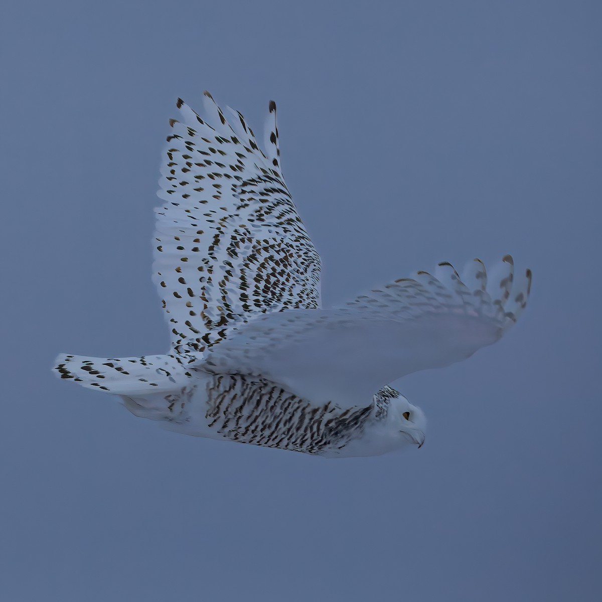 Snowy Owl - ML627446524