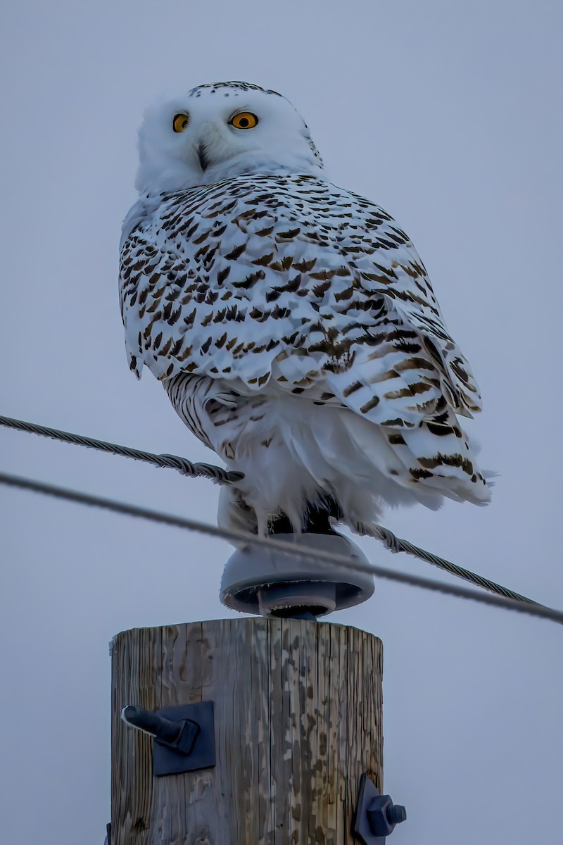 Snowy Owl - ML627446525