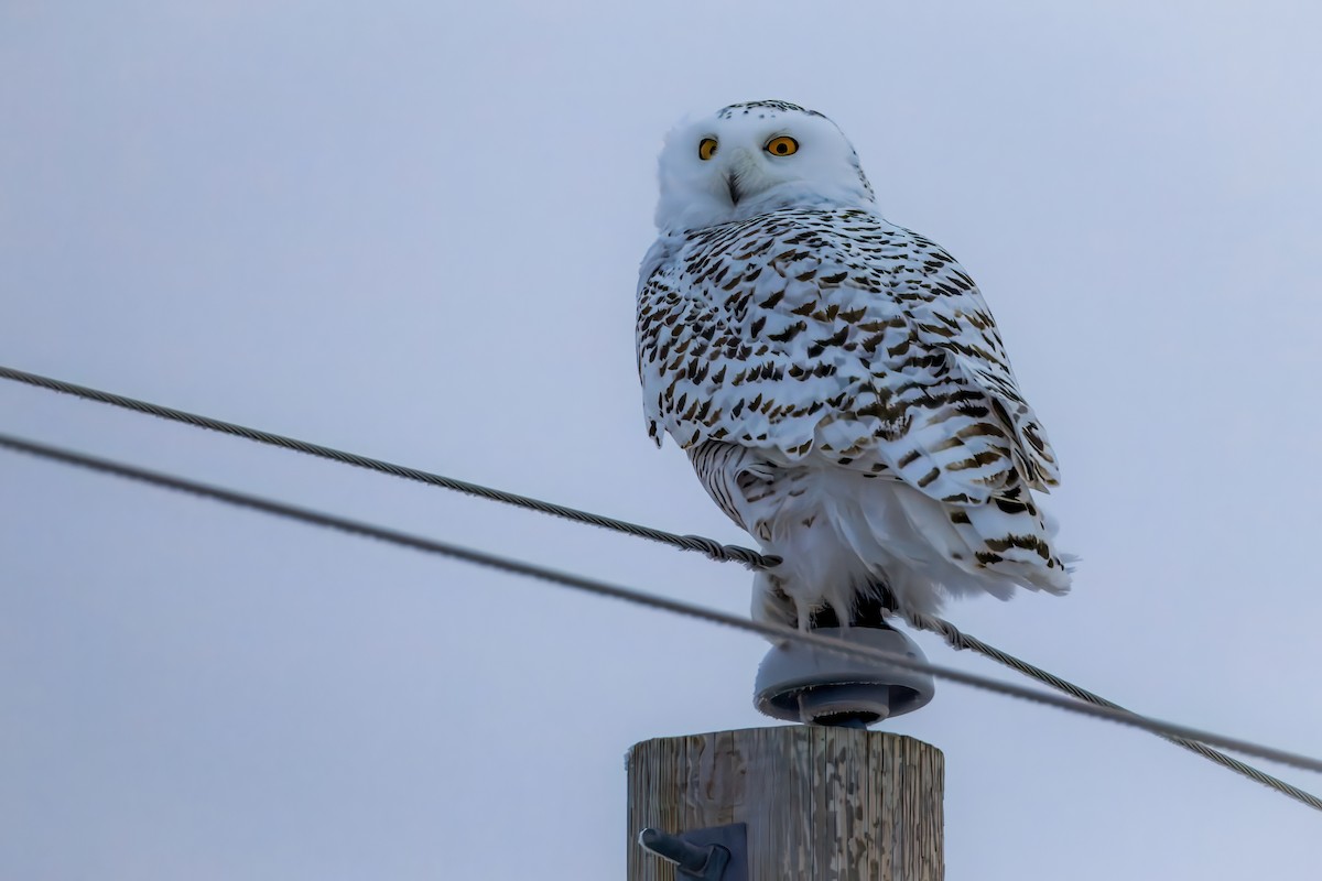 Snowy Owl - ML627446526