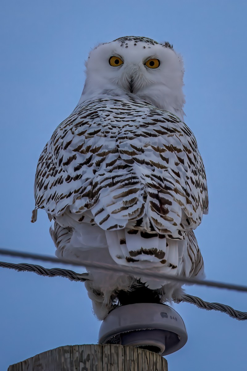 Snowy Owl - ML627446527