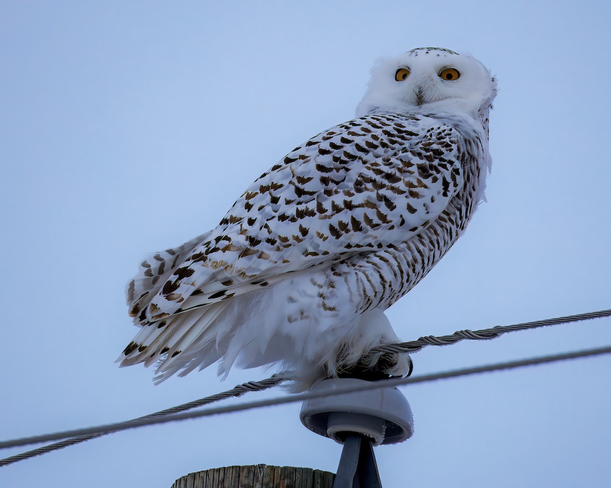 Snowy Owl - ML627446528