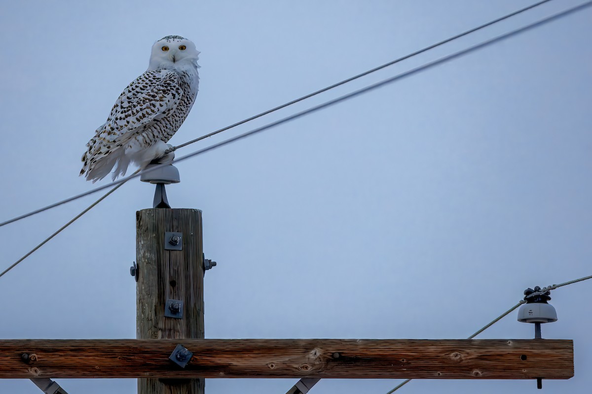 Snowy Owl - ML627446529