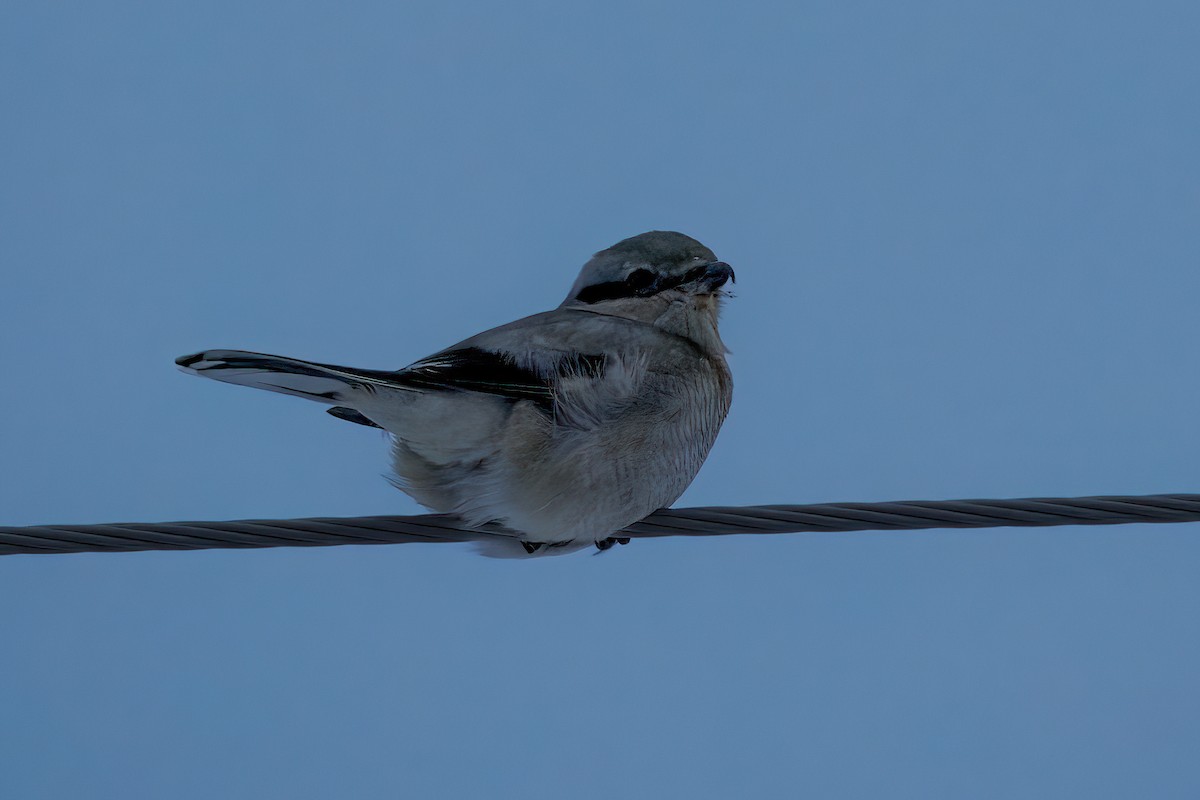 Northern Shrike - ML627446531