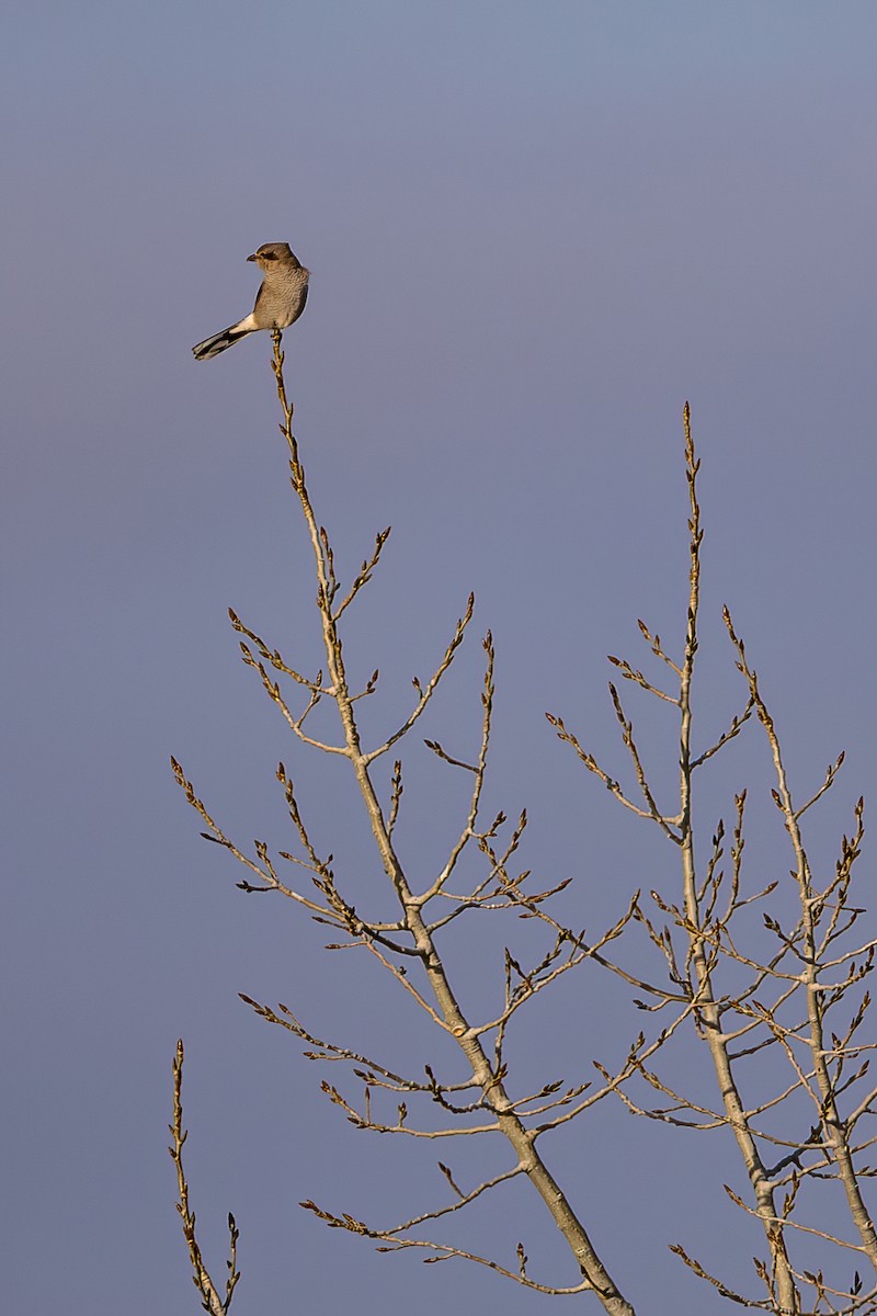 Northern Shrike - ML627446555