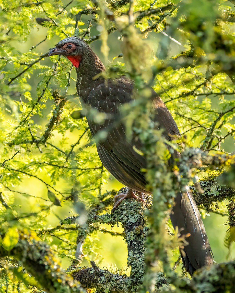Red-faced Guan - ML627446697