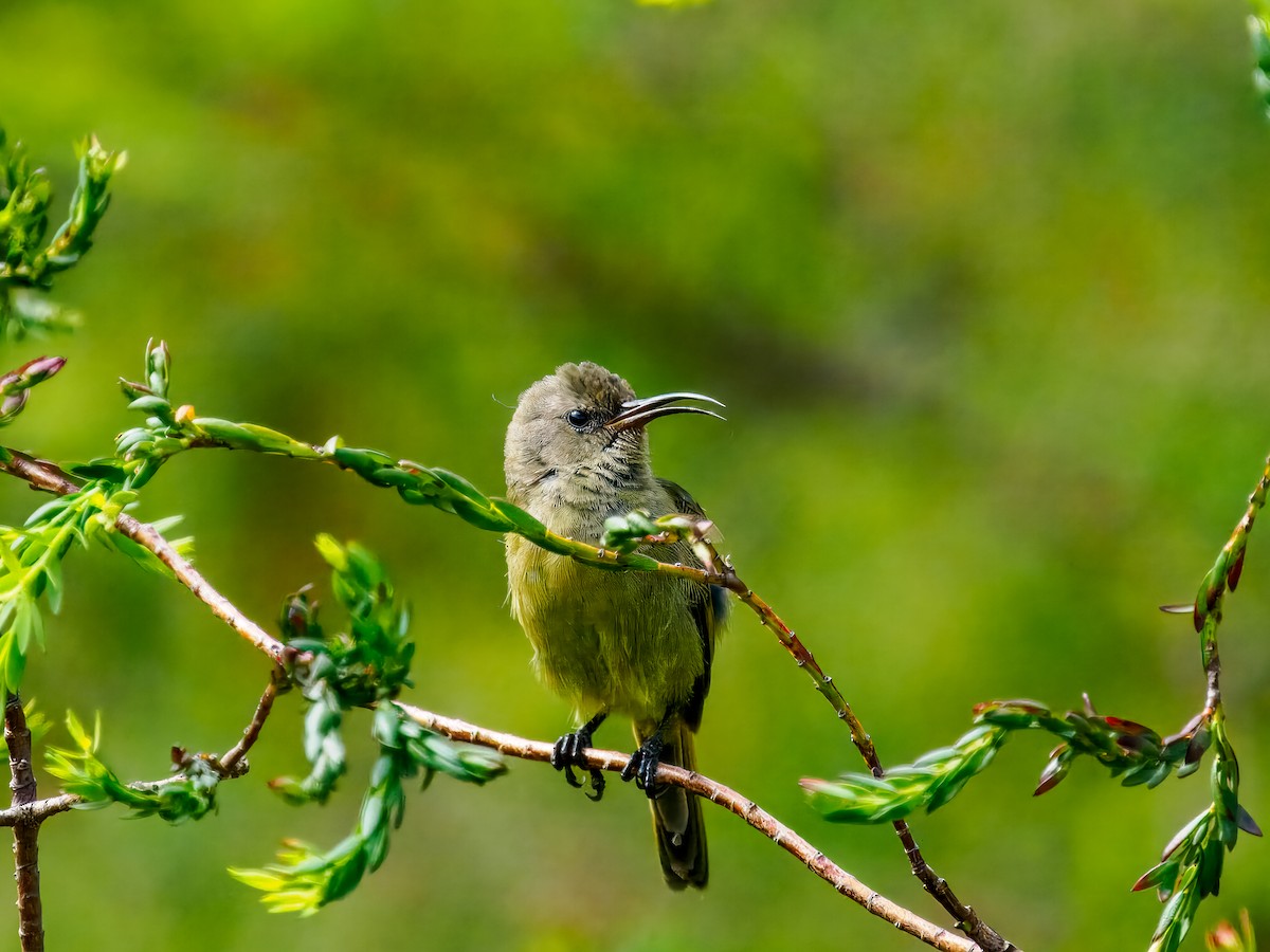 Orange-breasted Sunbird - ML627446706