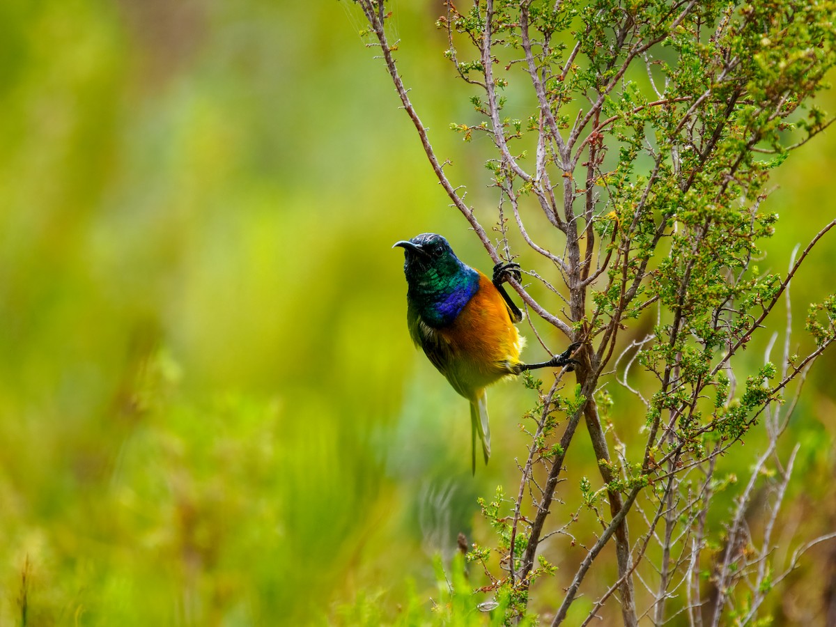 Orange-breasted Sunbird - ML627446707