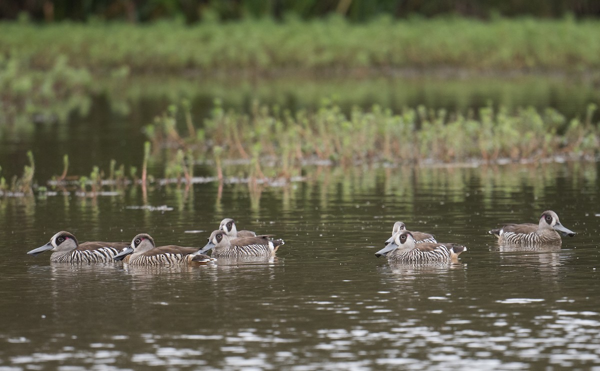 Pink-eared Duck - ML627446739