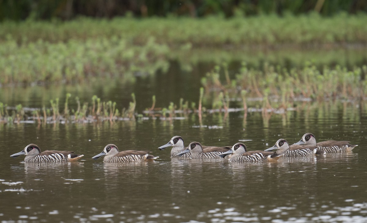 Pink-eared Duck - ML627446746