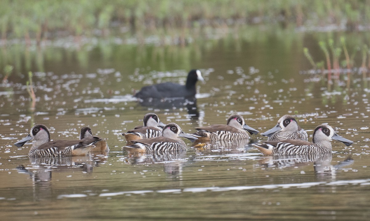 Pink-eared Duck - ML627446757