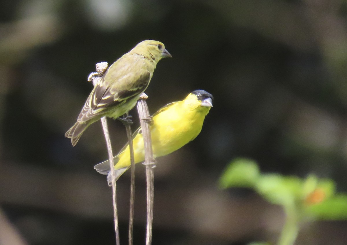 Yellow-faced Siskin - ML627446769