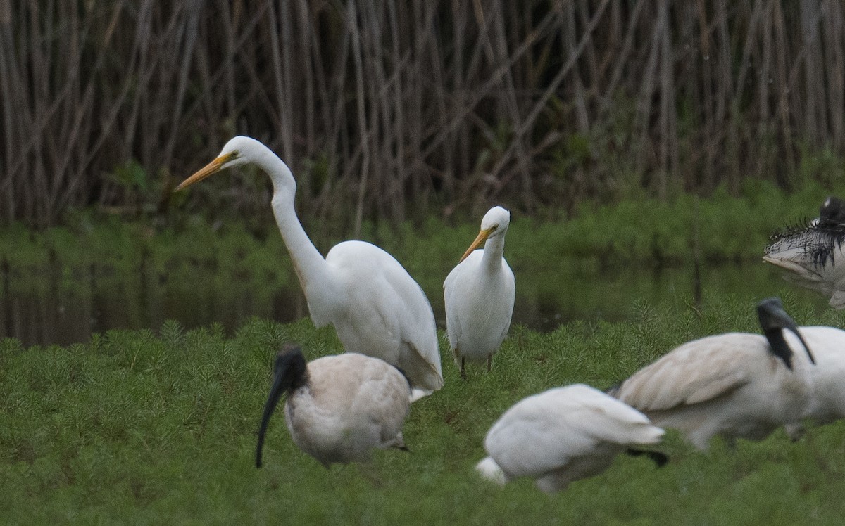 Plumed Egret - ML627446782