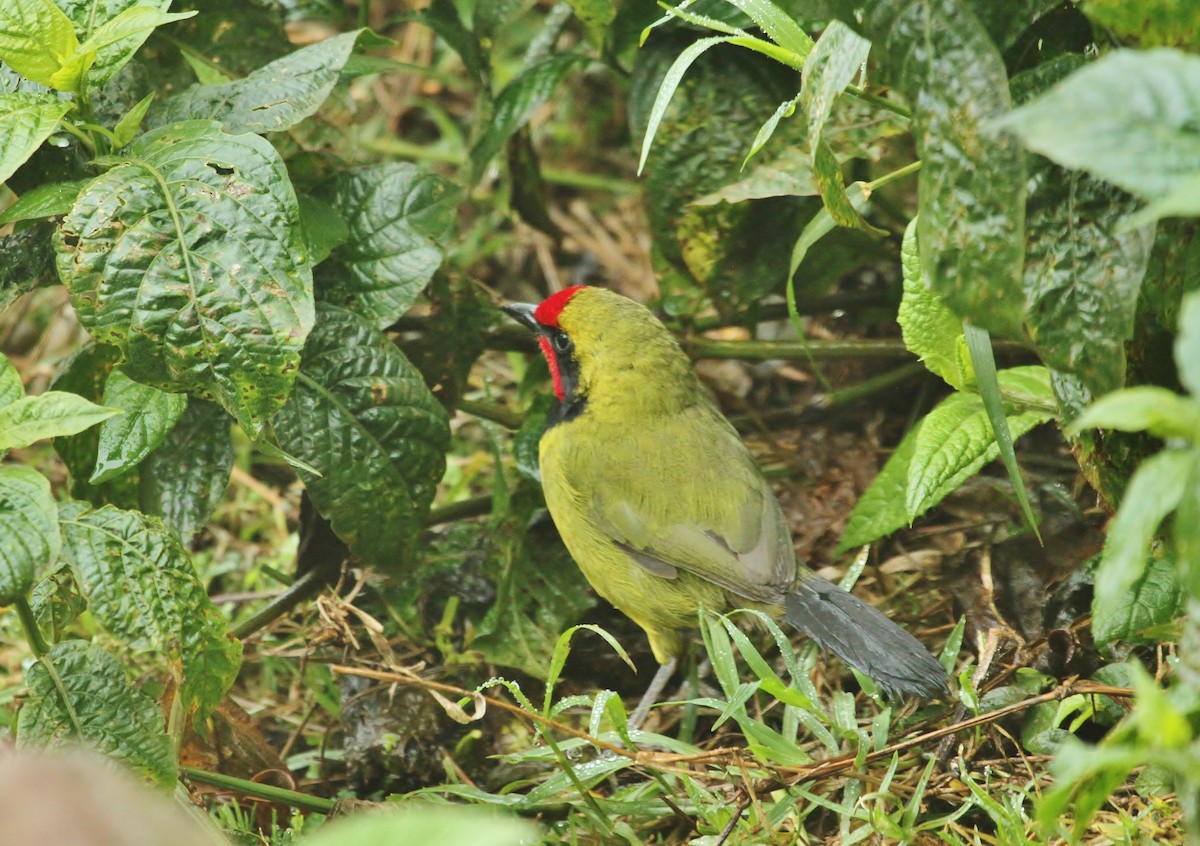 Doherty's Bushshrike - ML627446800