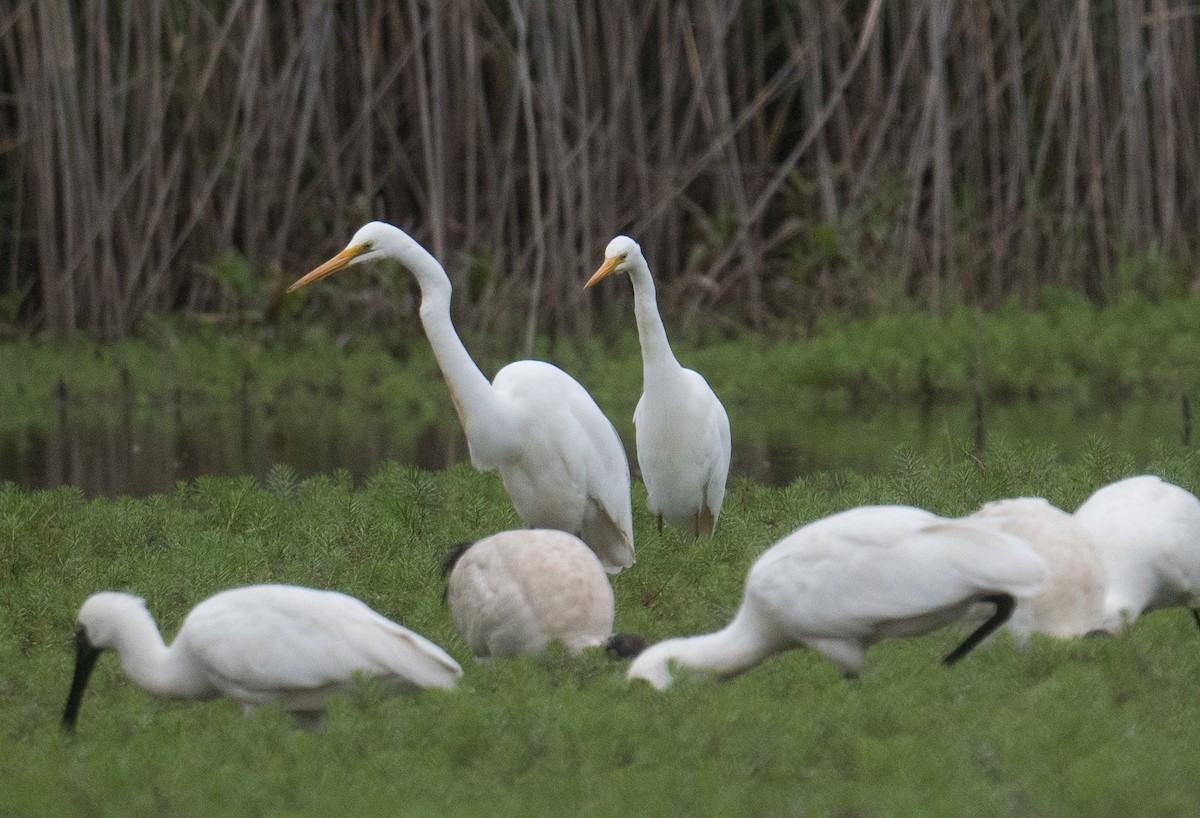 Plumed Egret - ML627446823