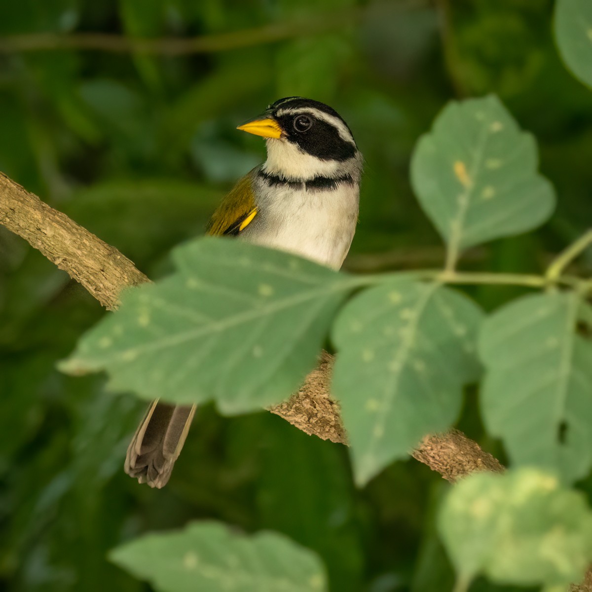 Moss-backed Sparrow - ML627447003