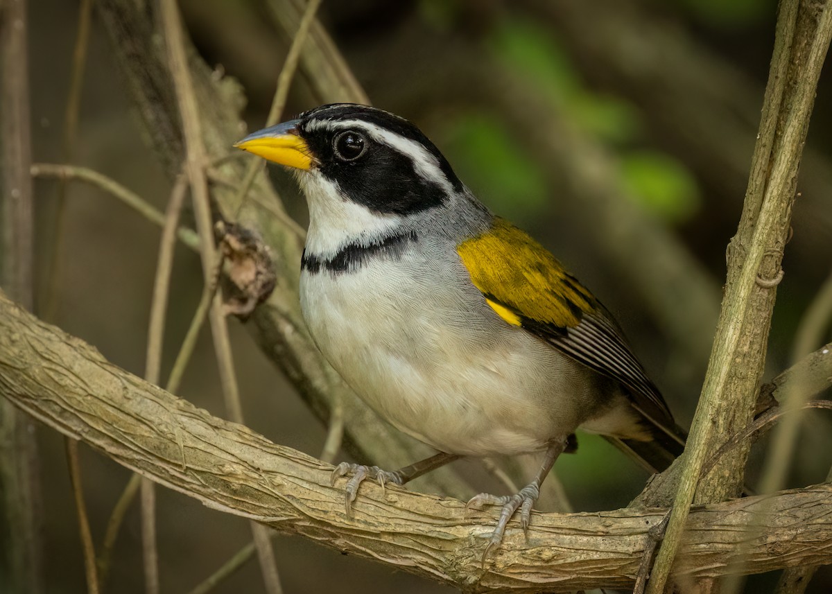 Moss-backed Sparrow - ML627447004