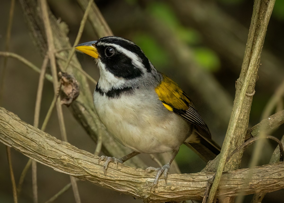 Moss-backed Sparrow - ML627447005