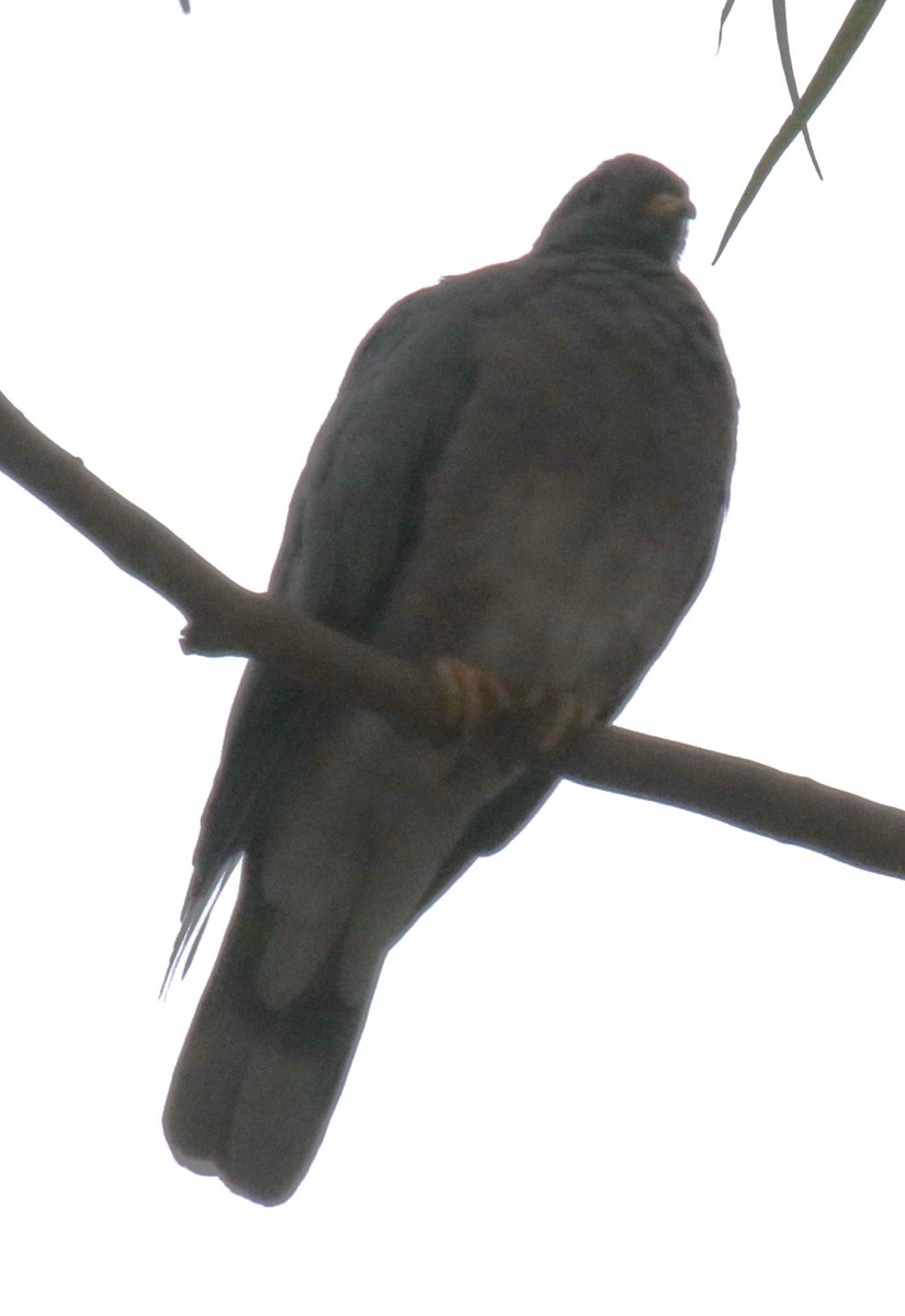 Band-tailed Pigeon - ML627447067