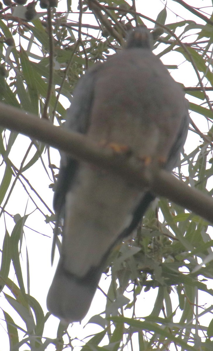 Band-tailed Pigeon - ML627447068