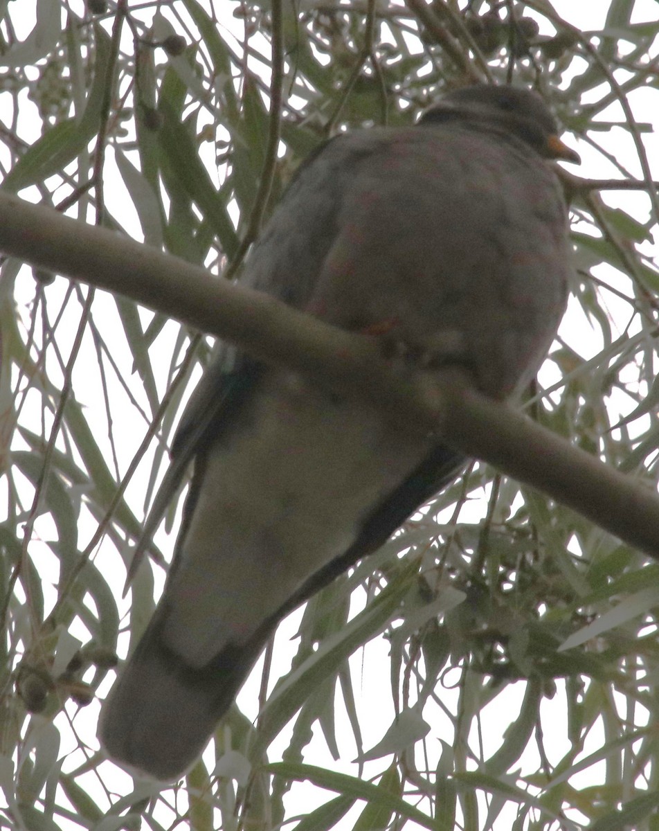 Band-tailed Pigeon - ML627447069