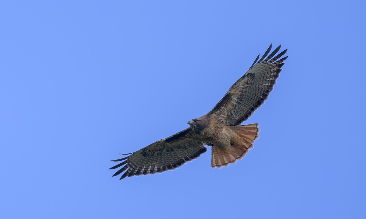 Red-tailed Hawk - ML627447132