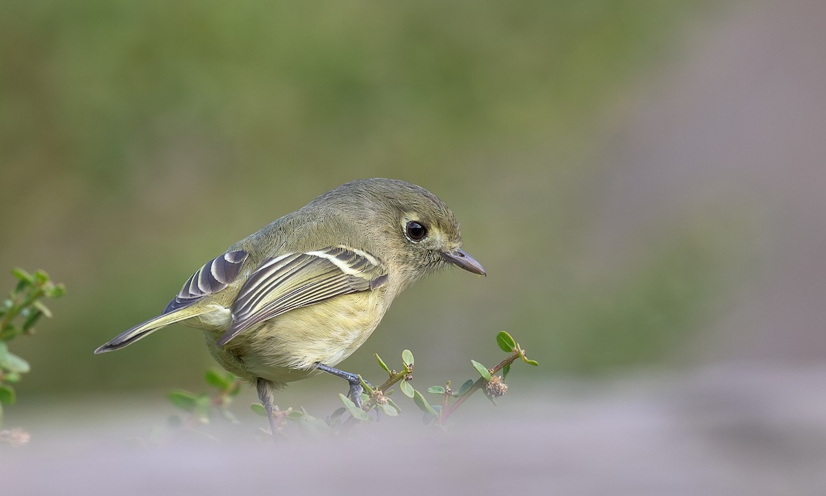 Hutton's Vireo - ML627447136