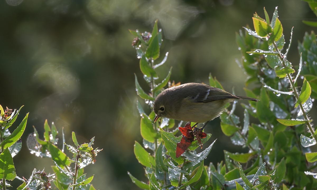 Ruby-crowned Kinglet - ML627447142