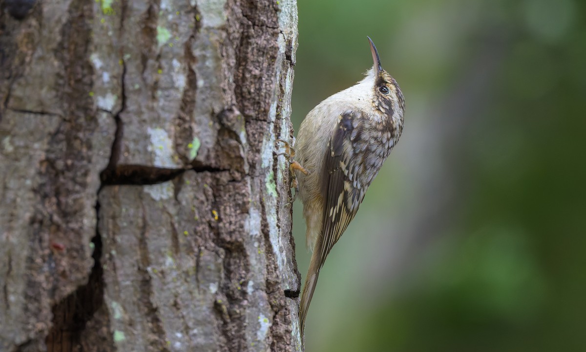 Brown Creeper - ML627447146