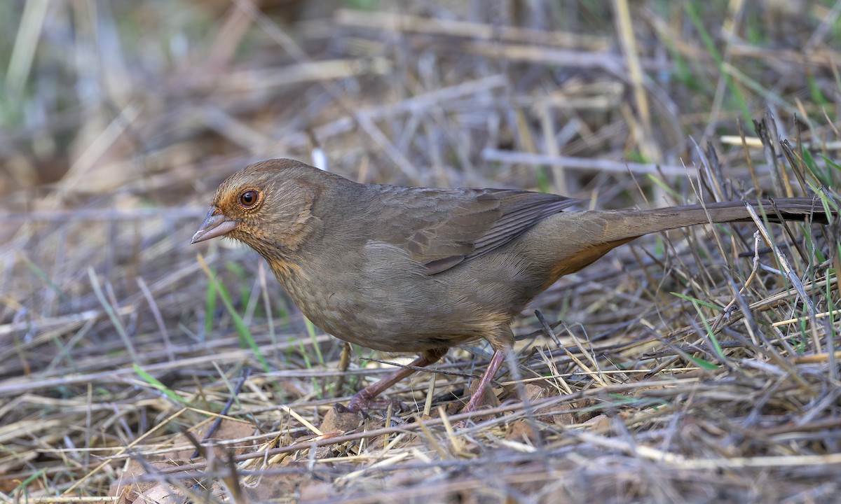 California Towhee - ML627447157