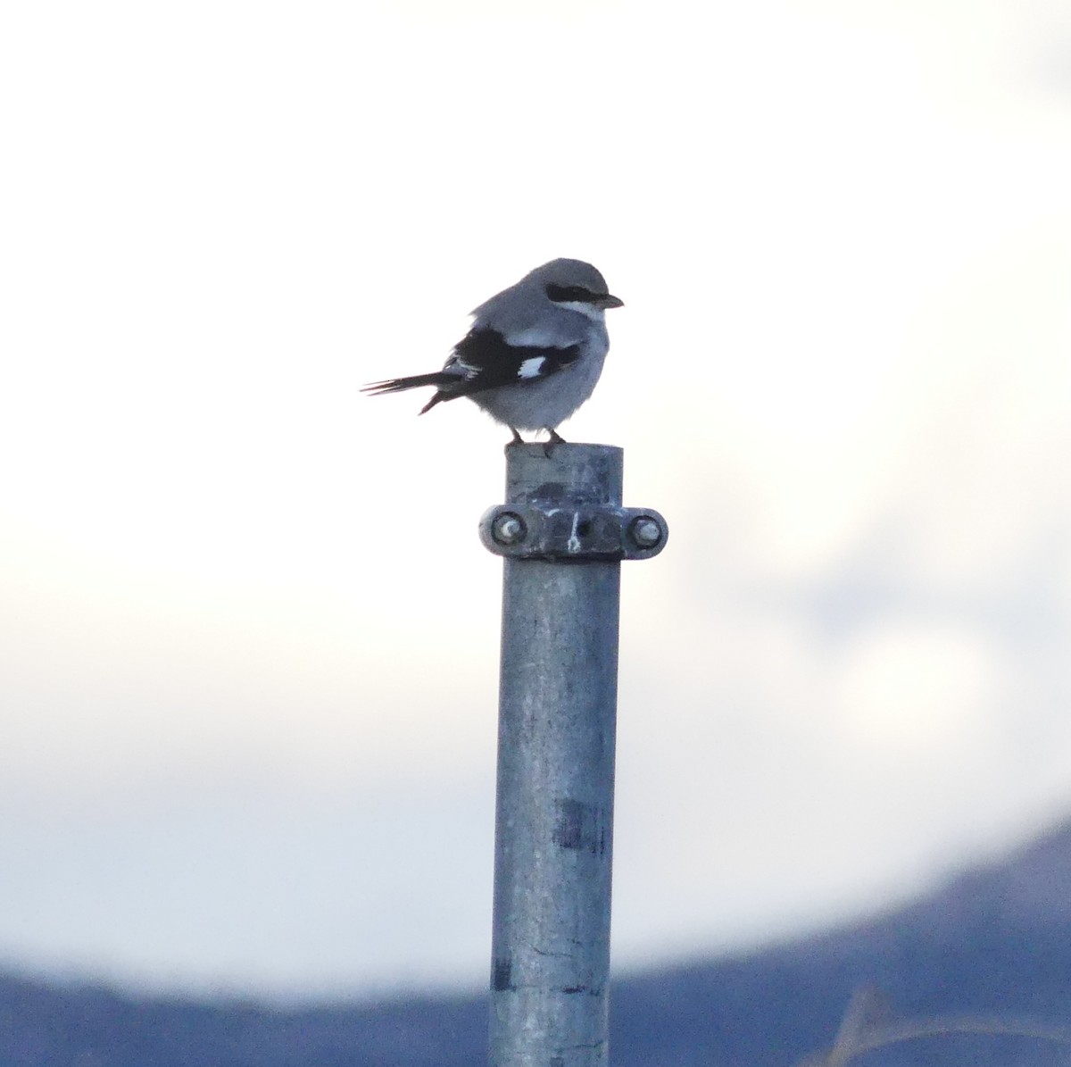 Loggerhead Shrike - ML627447393