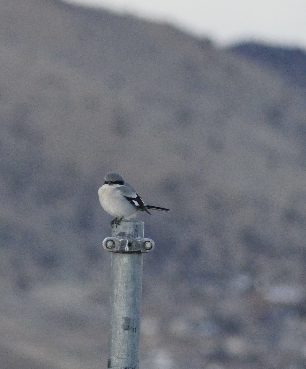 Loggerhead Shrike - ML627447394