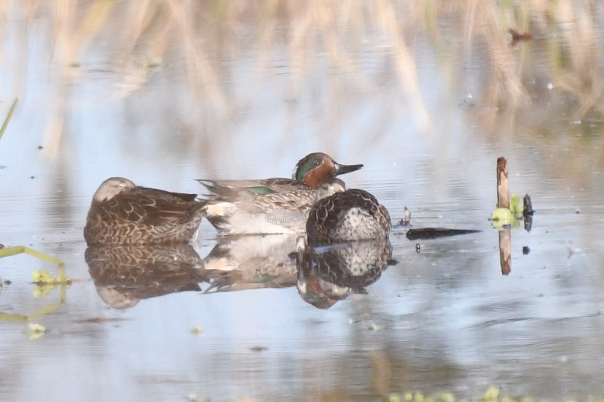 Green-winged Teal - ML627447519