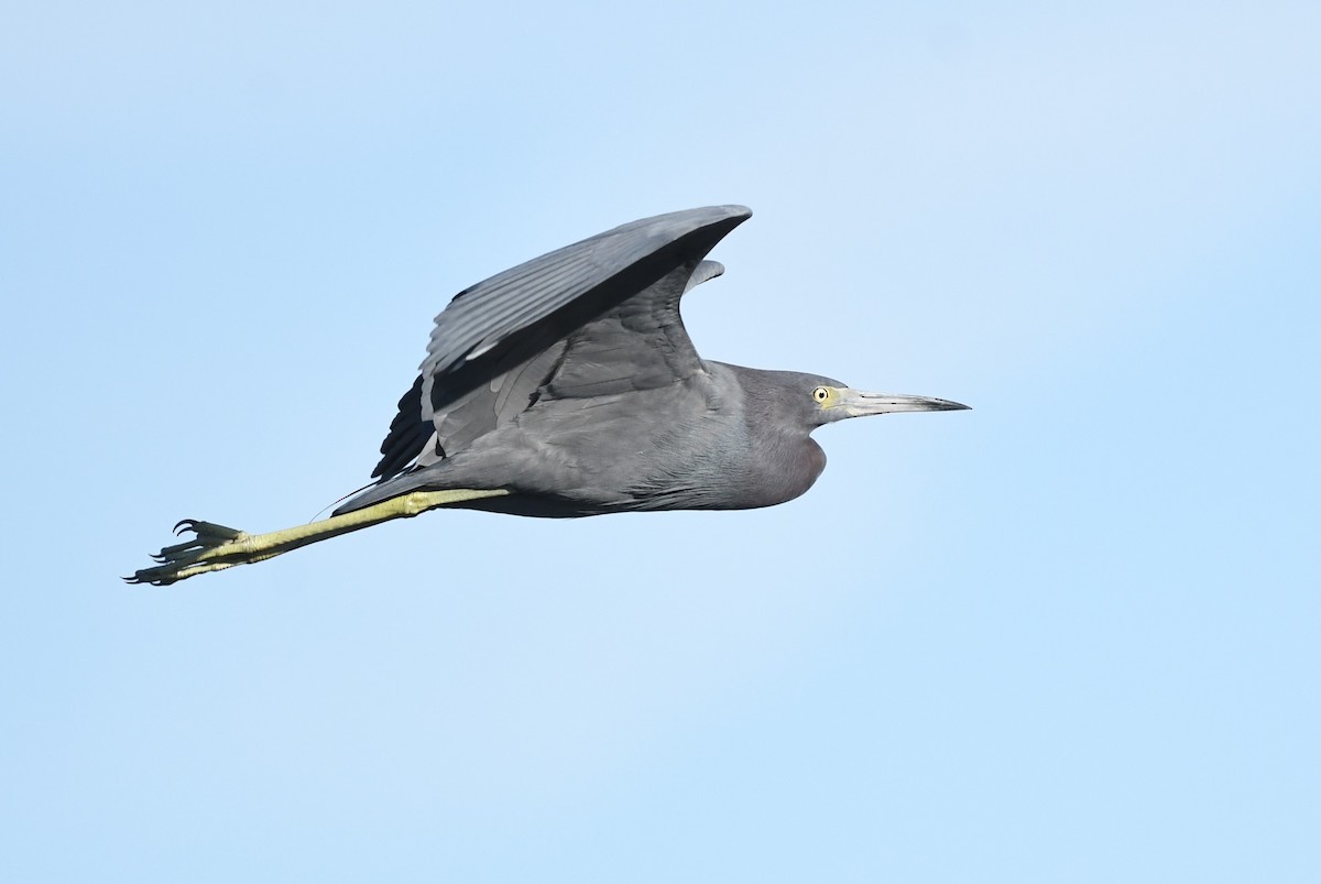 Little Blue Heron - ML627447535