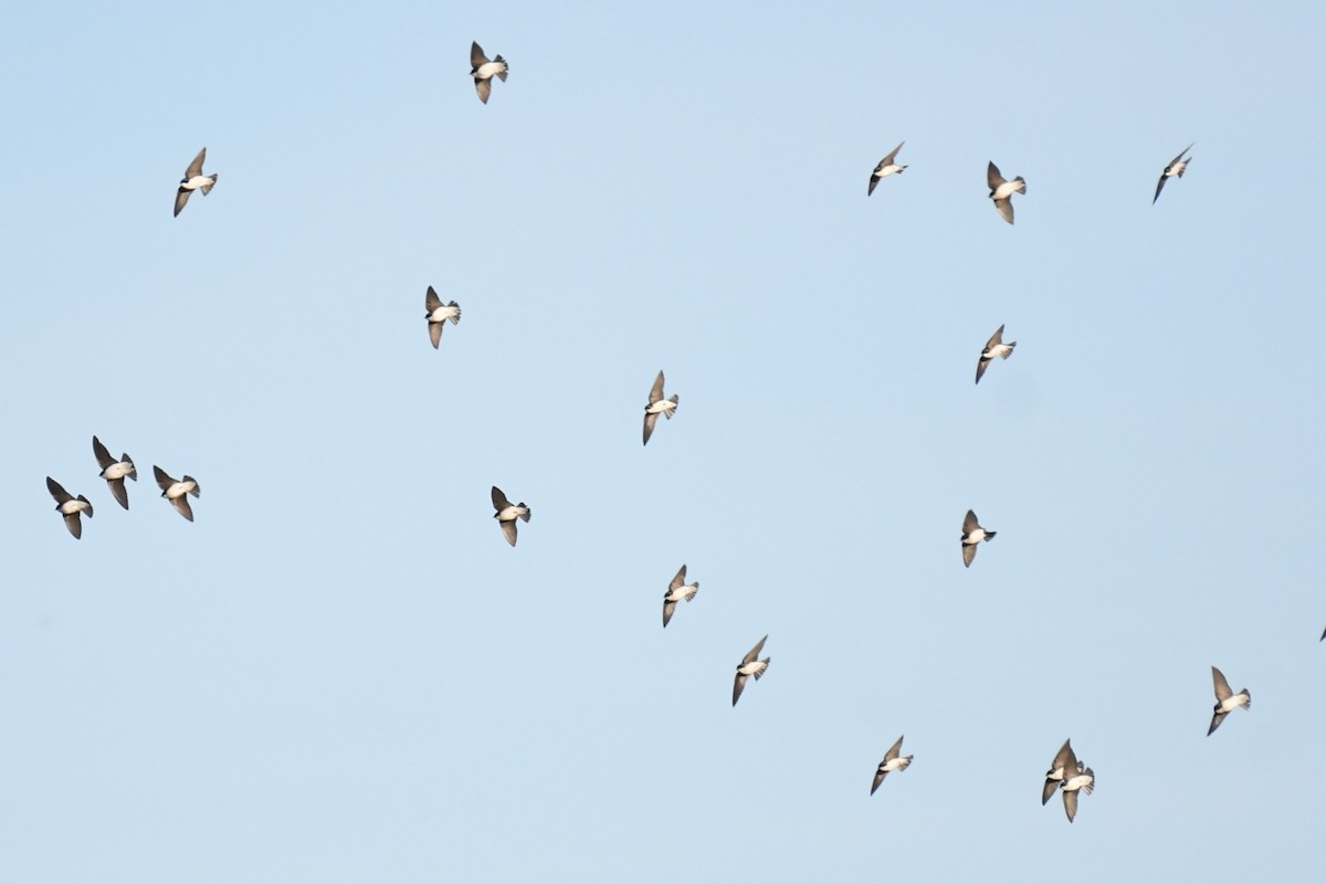 Tree Swallow - ML627447539