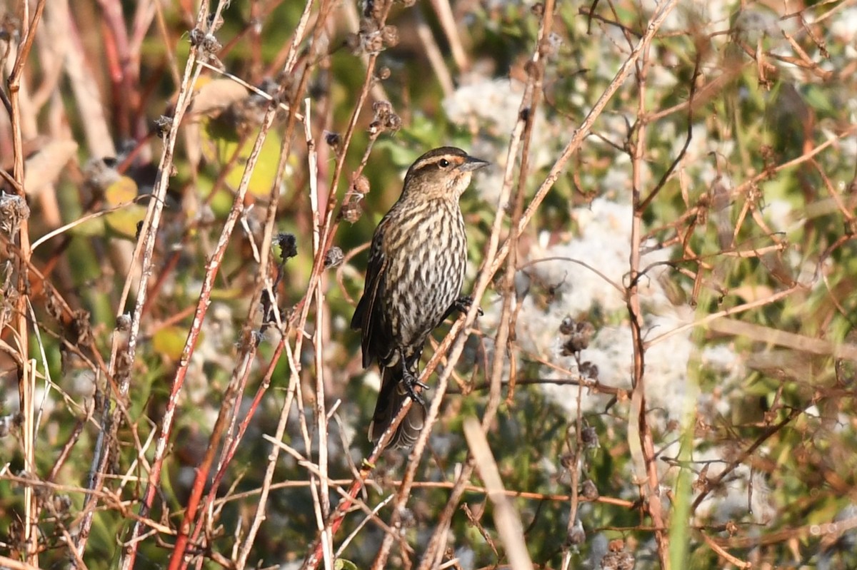 Red-winged Blackbird - ML627447553