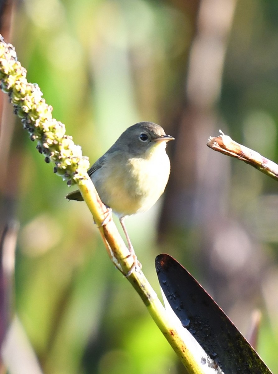 Common Yellowthroat - ML627447561