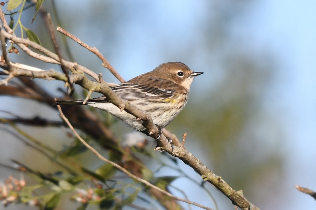 Yellow-rumped Warbler (Myrtle) - ML627447565