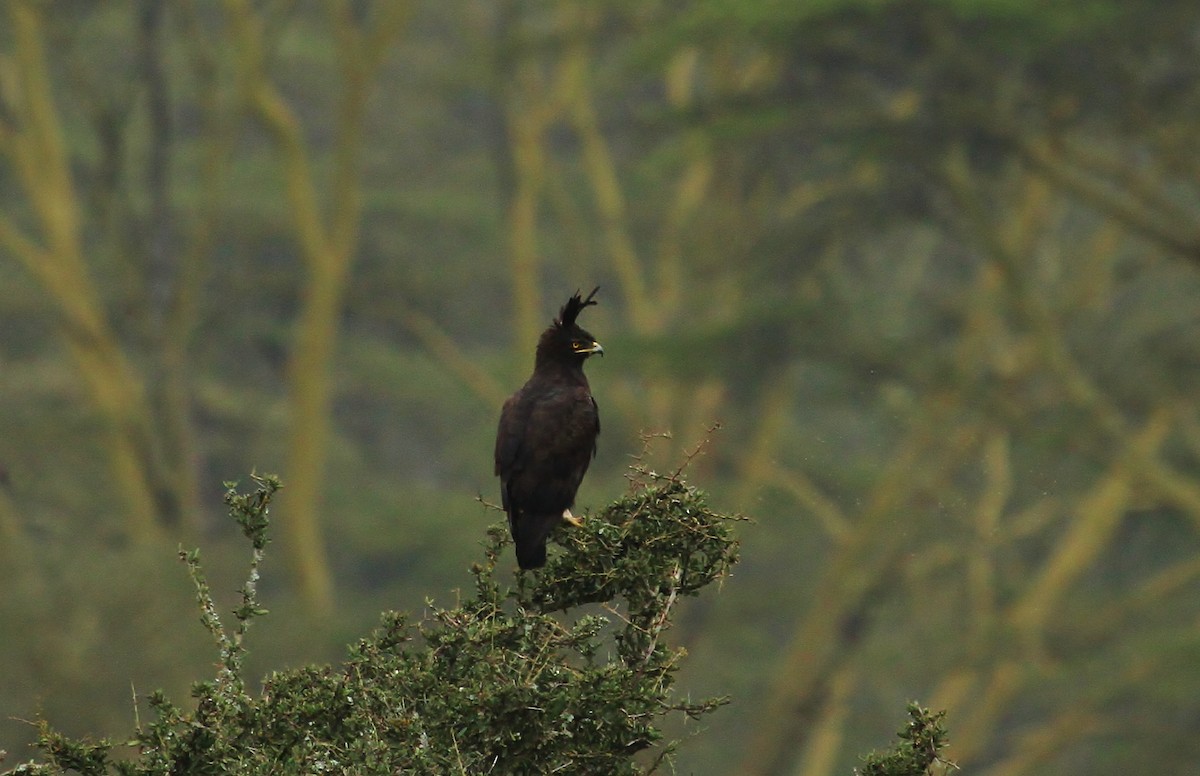 Long-crested Eagle - ML627447796