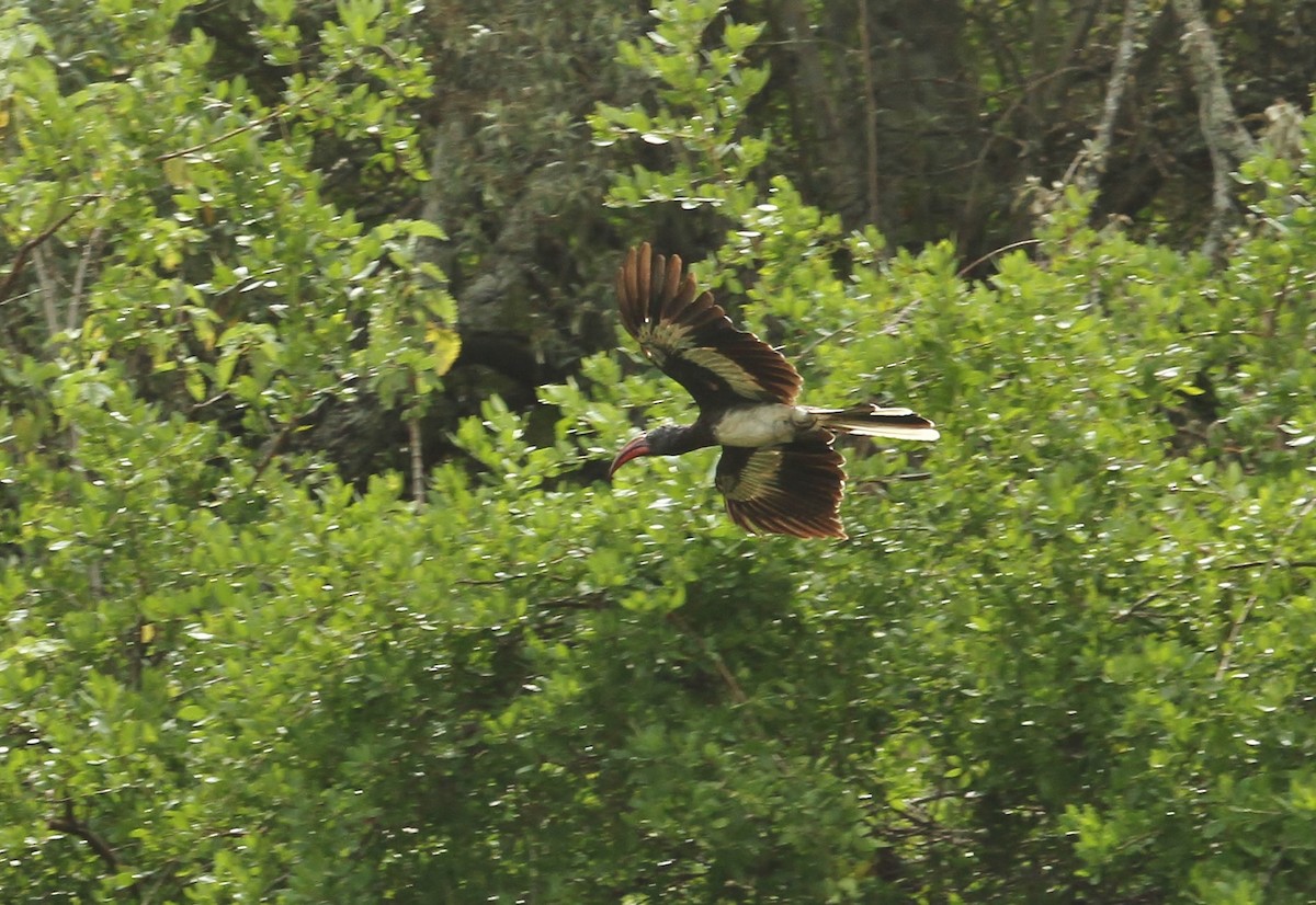 Hemprich's Hornbill - ML627447815