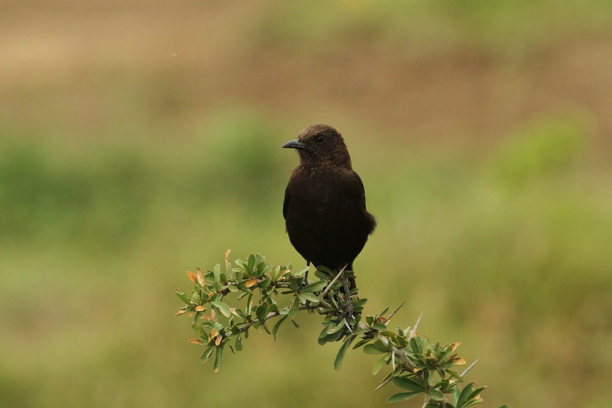 Northern Anteater-Chat - ML627447824