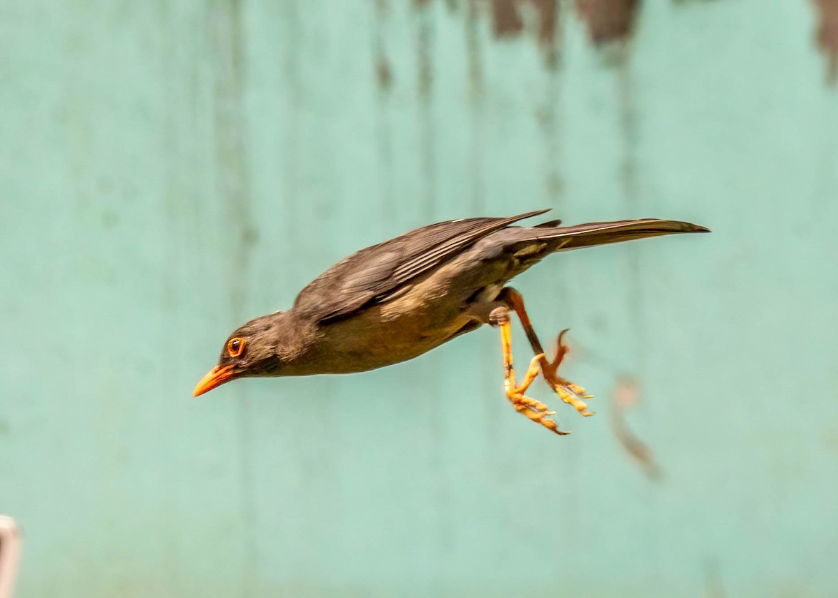 Abyssinian Thrush - ML627447838