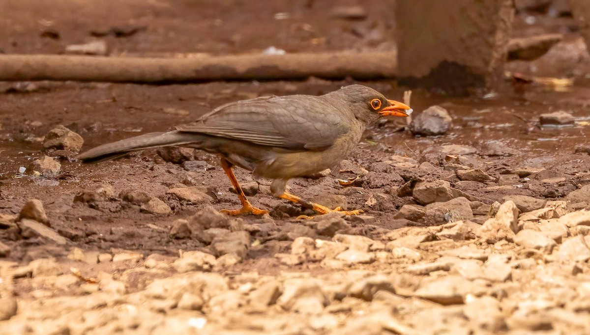 Abyssinian Thrush - ML627447839