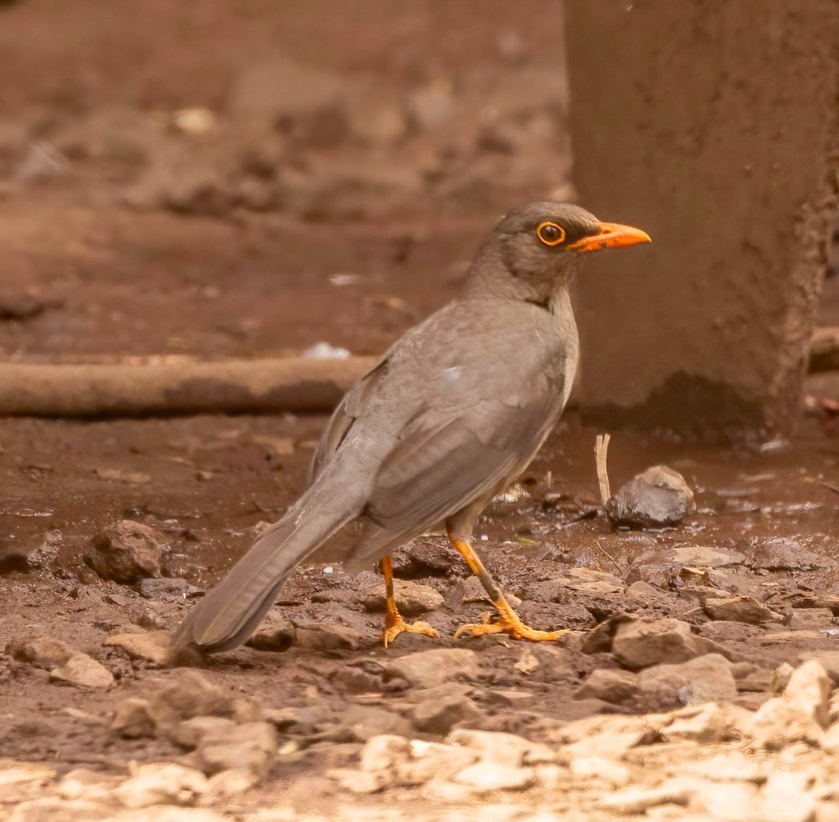 Abyssinian Thrush - ML627447840