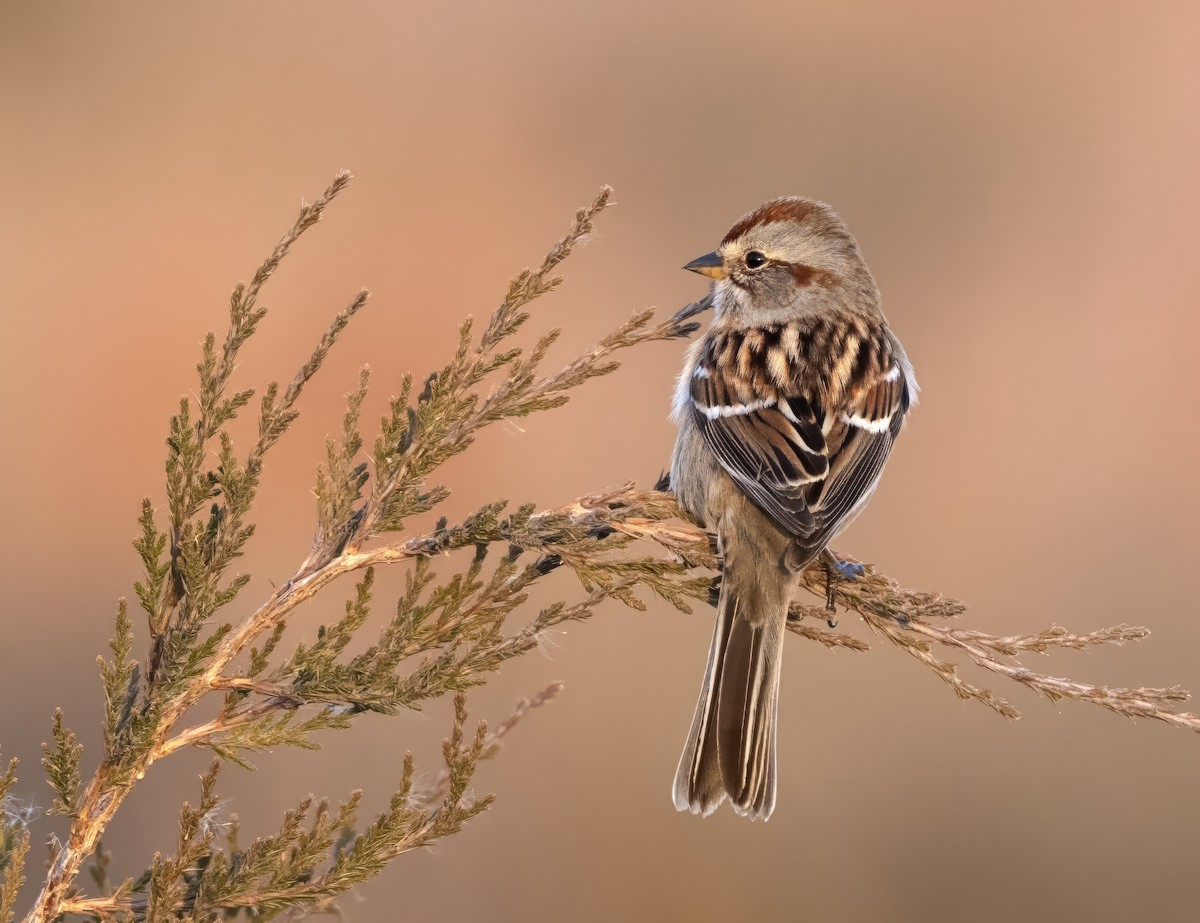 American Tree Sparrow - ML627447914
