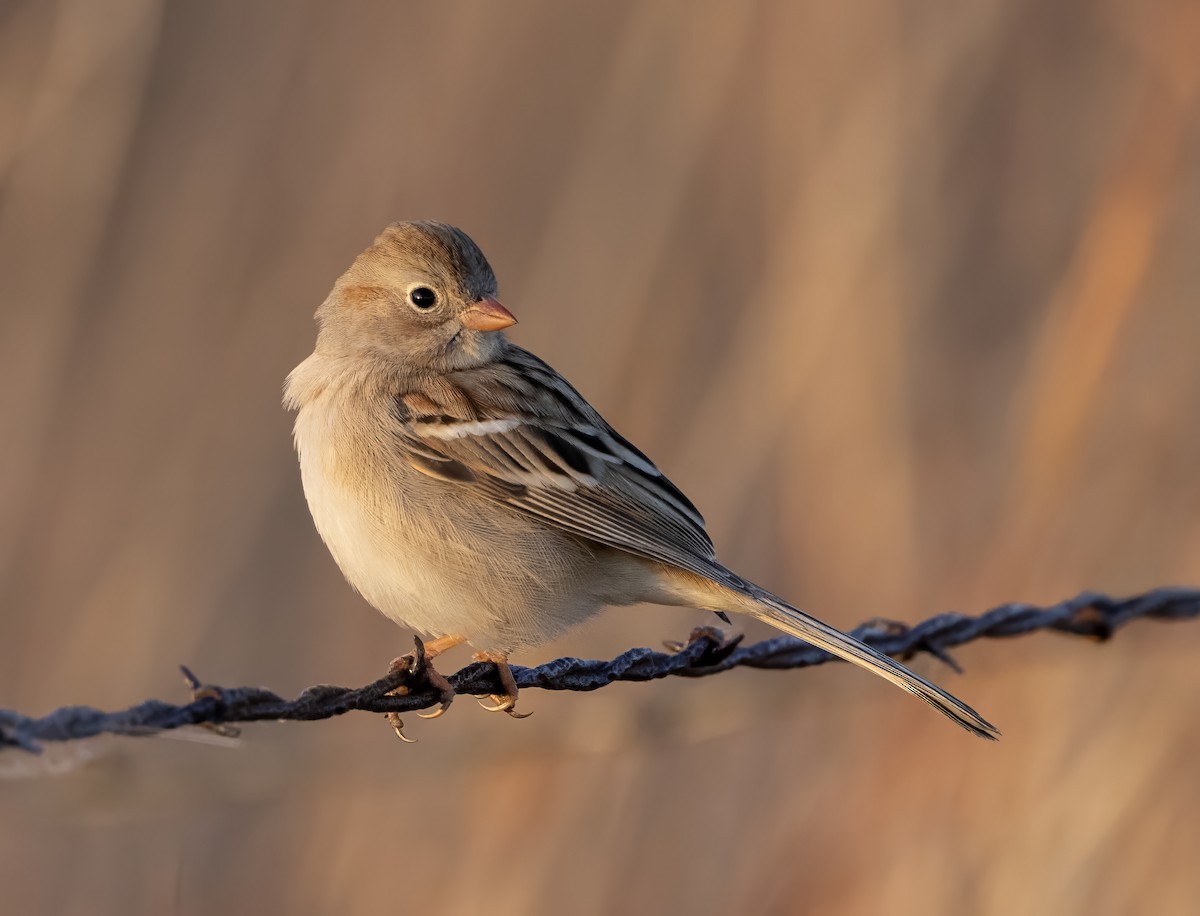 Field Sparrow - ML627447927
